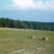 Bailed Hay in Field