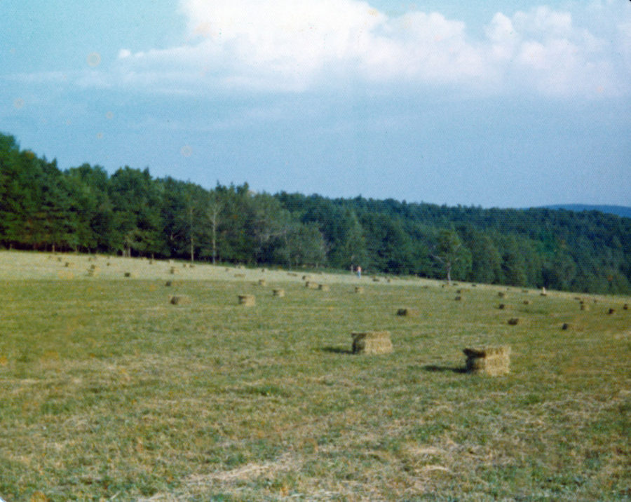 Bailed Hay in Field