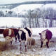 Cows in Winter Feeding