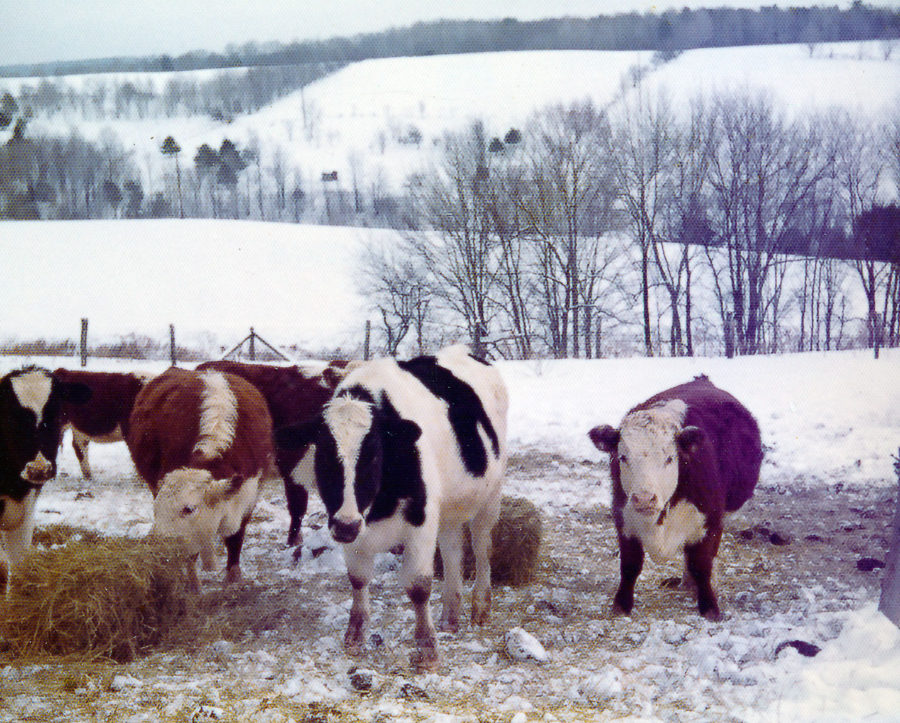 Cows in Winter Feeding